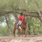 Happy Trails Stables